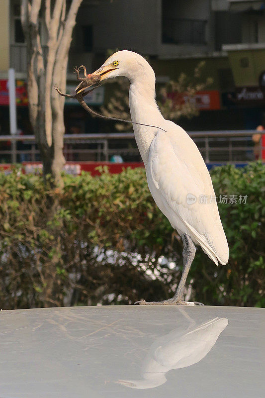印度新德里购物街上的车顶上，东方大白鹭/印度白鹭/鹳吃蜥蜴的图片